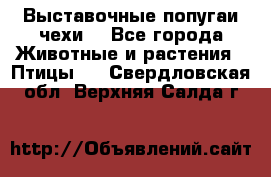 Выставочные попугаи чехи  - Все города Животные и растения » Птицы   . Свердловская обл.,Верхняя Салда г.